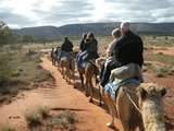 201570: Camel Ride off Ilparpa Road  Alice Springs Northern Territory