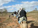 201573: Camel Ride off Ilparpa Road  Alice Springs Northern Territory