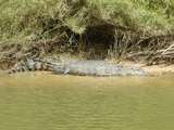 201633: East Alligator River NT Saltwater Crocodile