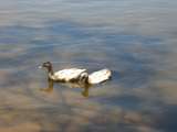 201655: Guildford Western Australia Ducks on Swan River