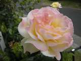 201658: Ferntree Gully Glengollan Village Unit 29A Rose in Weston's garden