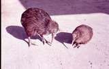 400030: Auckland Zoo Kiwi and chick Photo by 'Colourful NZ' Series