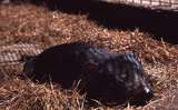 400320: Woodville Tasmania Zoo Tasmanian Devil