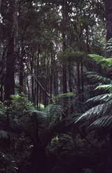 400357: Hastings Tasmania Ferns near Newdegate Caves