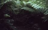 400358: Hastings Tasmania Ferns near Newdegate Caves