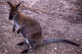 400375: Launceston Tasmania Wallaby in Sanctuary