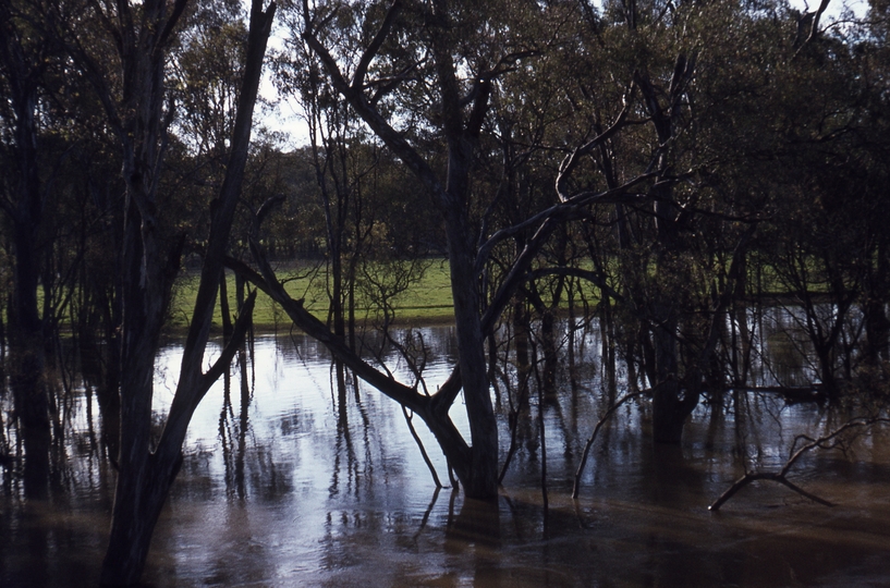 400404: Murchison Victoria Goulburn River in flood viewed from train on railway bridge