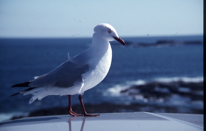 400410: Phillip Island Victoria The Nobbies Seagull
