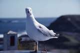 400411: Phillip Island Victoria The Nobbies Seagull