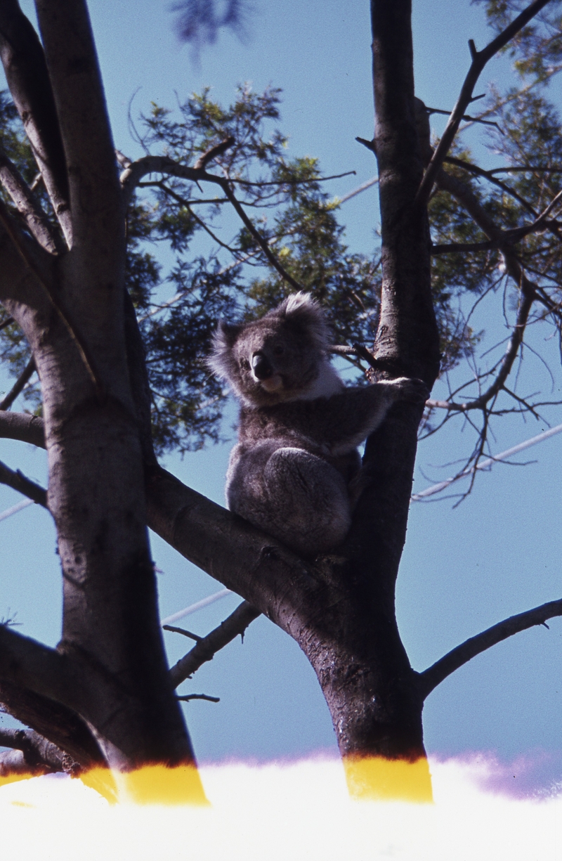 400412: Phillip Island Victoria Koala