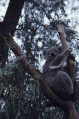 400427: Healesville Victoria Koala in sanctuary