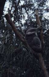 400431: Healesville Victoria Koala in sanctuary
