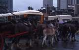 400437: Melbourne Victoria Horse team in cavalcade of transport