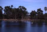 400483: Northam Western Australia Avon River White swan in distance
