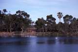 400484: Northam Western Australia Avon River White swan in distance