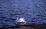 400486: Northam Western Australia White swan and signets on Avon River