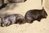 400521: Melbourne Victoria Zoo Wombats