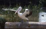 400522: Melbourne Victoria Zoo Pelican