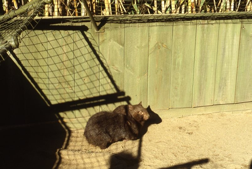 400569: Melbourne Victoria Zoo Baby Wombats