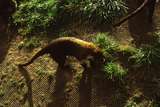 400580: Melbourne Victoria Zoo Coati