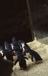400586: Melbourne Victoria Zoo Fairy Penguins