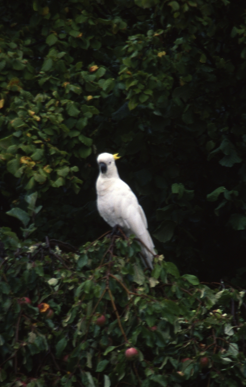 401017: 19 Pine Crescent Boronia Victoria Sulphur Crested Cockatoo in garden