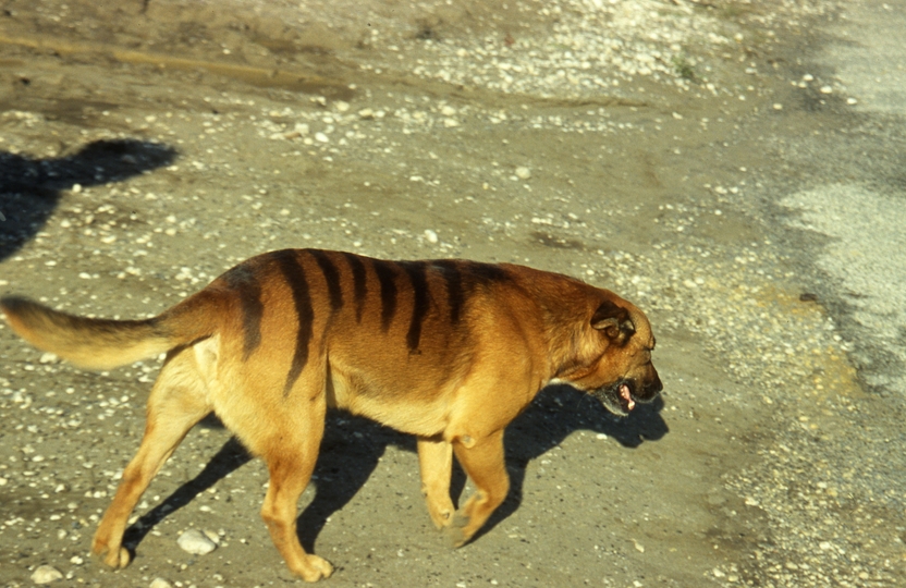 401027: Corinna Tasmania Punt Keeper's 'Thylacine'