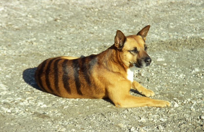 401028: Corinna Tasmania Punt Keeper's 'Thylacine'