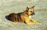 401028: Corinna Tasmania Punt Keeper's 'Thylacine'