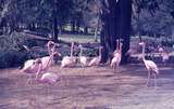 401062: Vancouver BC Canada Stanley Park Flamingos