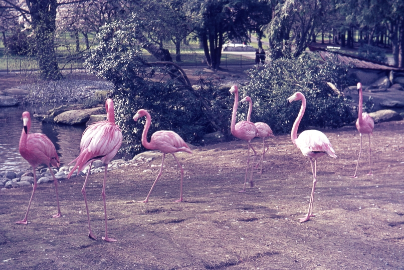 401063: Vancouver BC Canada Stanley Park Flamingos