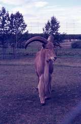 401122: Alberta Game Farm near Edmonton AB Canada Long horned bearded goat