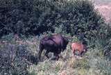 401154: National Bison Range MT US Bison and calf