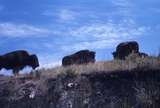 401155: National Bison Range MT US Bison