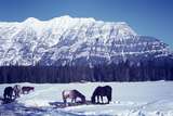 401261: Witukitsak Range 10 Miles North of Natal BC Canada Horses in snow