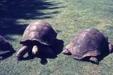 401311: Calgary AB Canada Zoo Tortoises