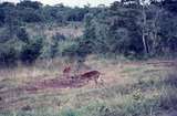 401446: Nairobi Game Park Kenya Impala