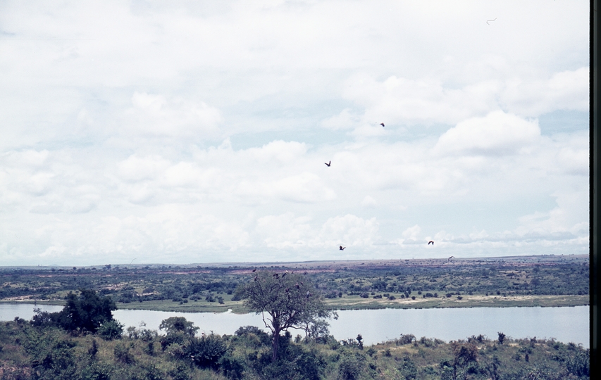 401464: Paraa Lodge Uganda Vultures in tree