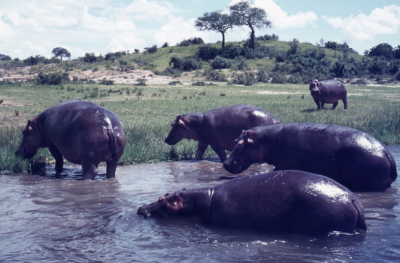 401469: Victoria Nile Uganda Hippopotami