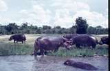 401470: Victoria Nile Uganda Hippopotami