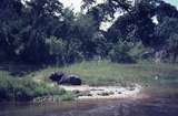 401474: Victoria Nile Uganda Water buffalo