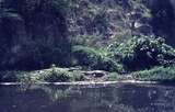 401476: Victoria Nile Uganda Crocodiles