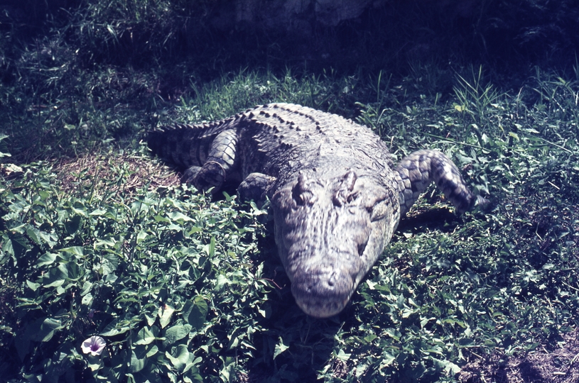 401479: Victoria Nile Uganda Crocodile
