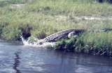 401483: Victoria Nile Uganda Crocodile entering water