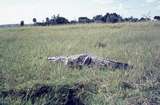401484: Victoria Nile Uganga Crocodile