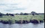 401485: Victoria Nile Uganda near Paraa Lodge Elephants