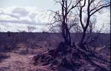 401516: Tsavo National Park Kenya Dik Dik