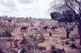 401521: Tsavo National Park Kenya Elephants