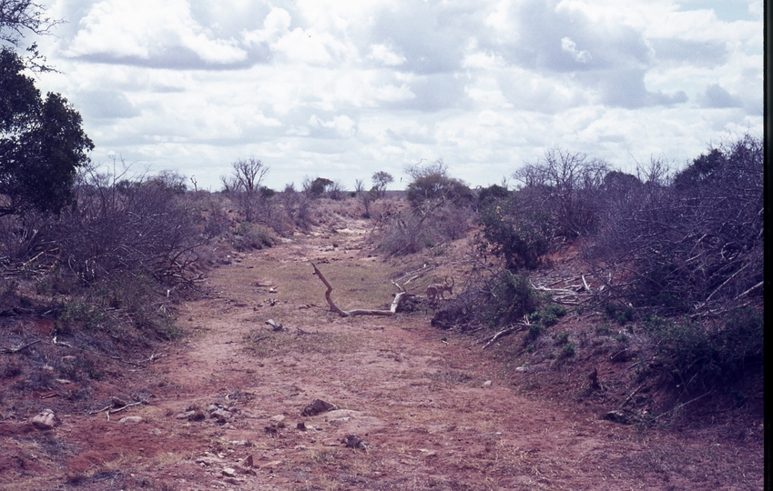 401522: Tsavo National Park Kenya Impala