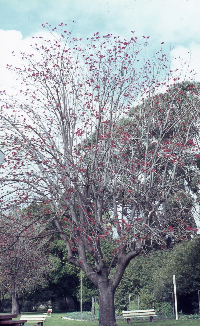 401763: Perth Western Australia Flame tree in Supreme Court Gardens Photo Wendy Langford